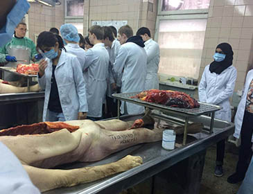 Bogomolets National Medical University Hospital Training