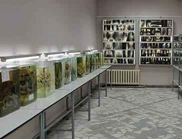 Izhevsk State Medical Academy  Lab